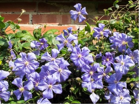 Clematis MRS. CHOLMONDELEY - svtle modr