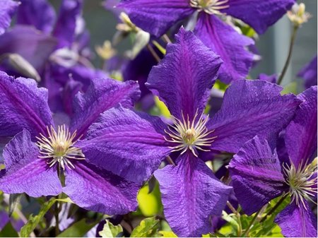 Clematis JACKMANII - tmav fialov