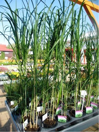 Miscanthus Giganteus - Ozdobnice obrovsk