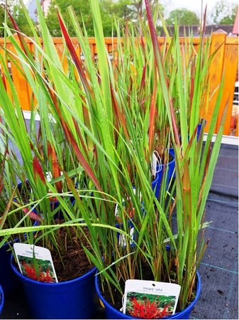 Imperata vlcovit - Imperata cylindrica RED BARON