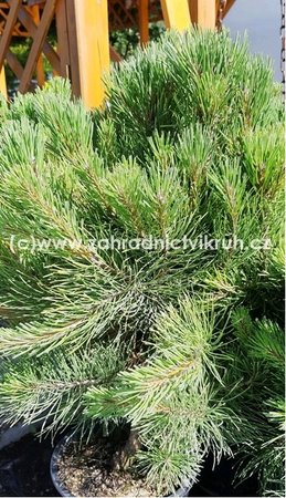 Borovice lesn - Pinus sylvestris PYGMAEA, 5 l