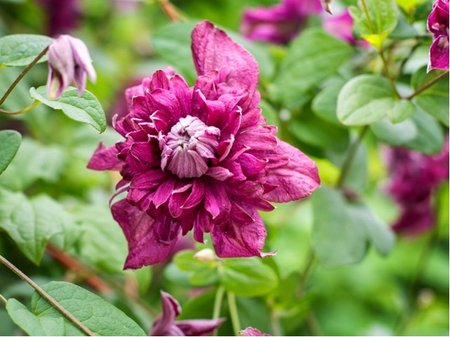 Clematis PURPUREA PLENA ELEGANS - purpurov, plnokvt