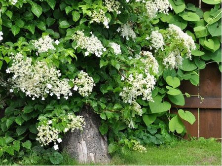 Hortenzie apkat - Hydrangea anomala petiolaris, C 1, 6 l