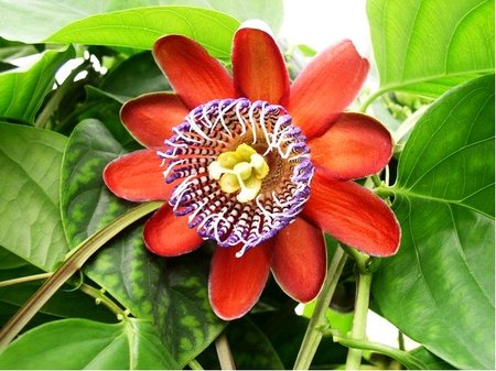 Muenka OB - Passiflora quadrangularis