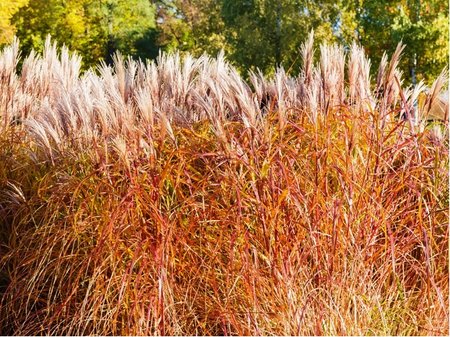 Miscanthus sin. - Ozdobnice nsk PURPURASCENS