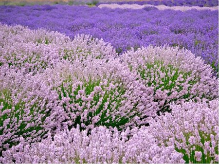 Levandule lkask - Lavandula angustifolia ROSEA