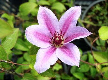 Clematis PINK FANTASY - svtle rov