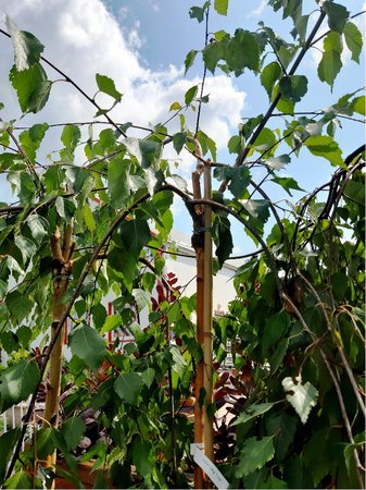 Bza himlajsk - Betula utilis LONG TRUNK, kmen 180cm