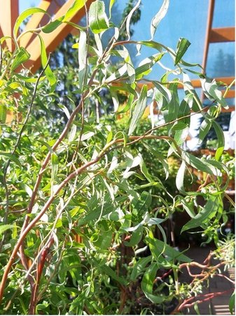 Vrba kroucen - Salix erythroflexuosa, C 1 l