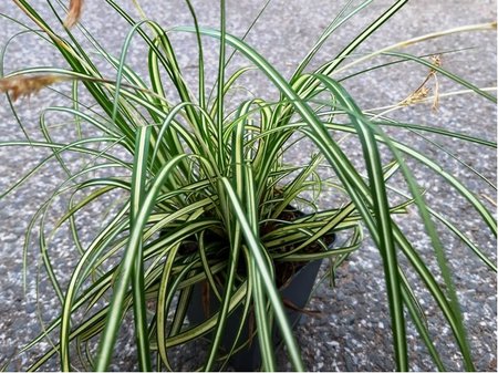 Ostice - Carex oshimensis EVERGOLD