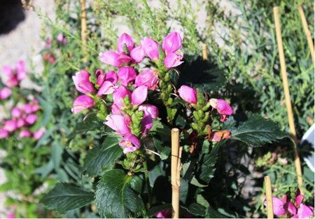 elonice lys - Chelone obliqua