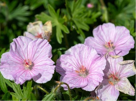 Kakost krvav - Geranium sanguineum APFELBLTE