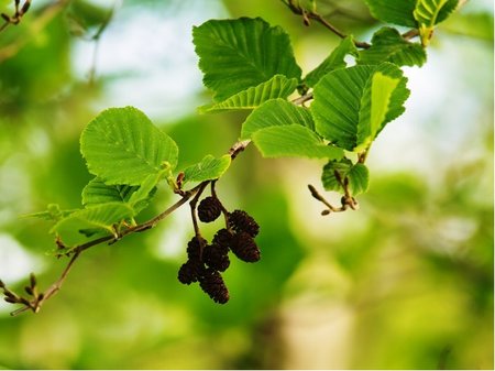 Ole lepkav - Alnus glutinosa - balen