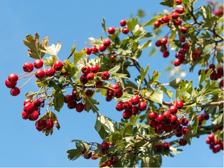 Hloh obecn - Crataegus laevigata - balen