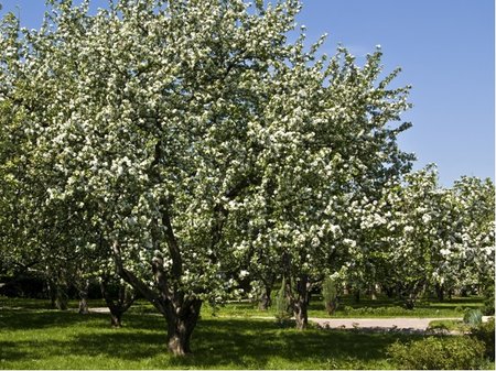 Jablo lesn - Malus sylvestris - balen