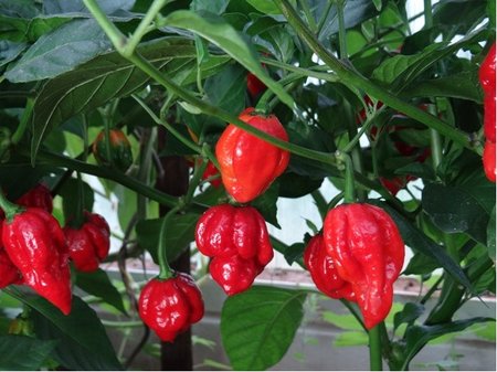 Osivo - Chilli - Trinidad Scorpion Butch Taylor