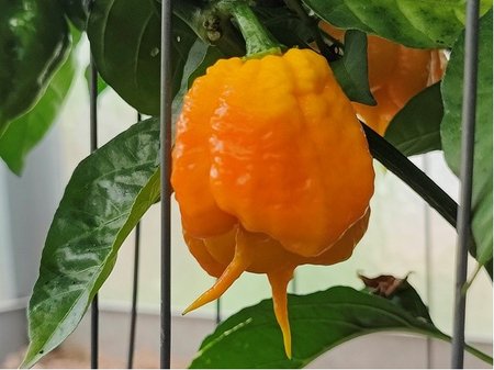 Osivo - Chilli - Carolina Reaper Yellow