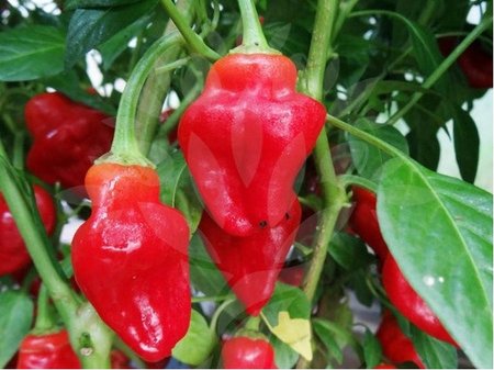 Osivo - Chilli - Habanero Tasmanian