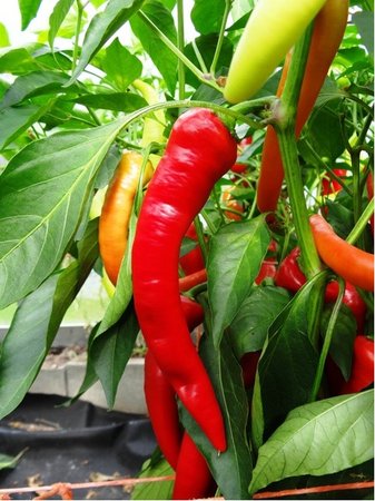 Osivo - Chilli - Banana Sweet (Sweet banana pepper)