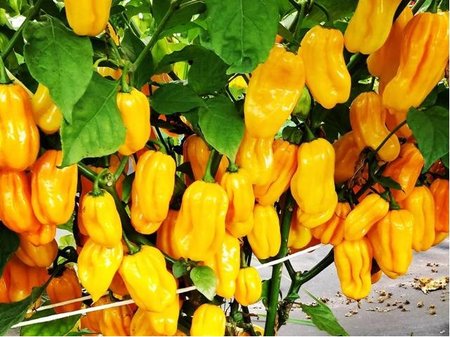 Osivo - Chilli - Habanero Yellow