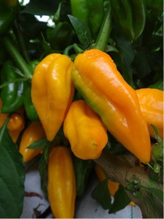 Osivo - Chilli - Jalapeno Mammoth