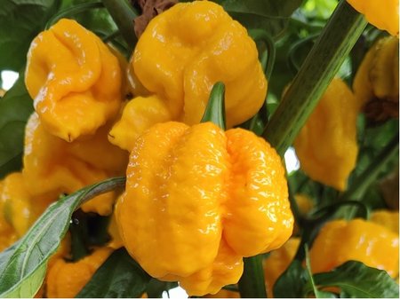 Osivo - Chilli - Trinidad Scorpion Moruga Yellow