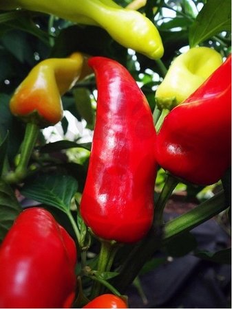 Osivo - Chilli - Hungarian Hot Wax