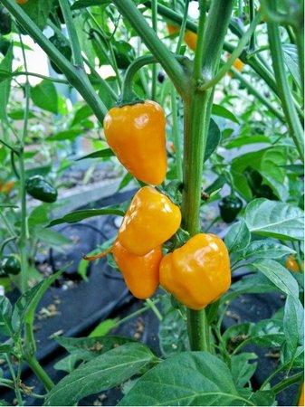 Osivo - Chilli - Golden Nugget