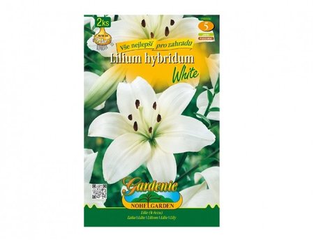 Cibulky - Lilie, asijsk hybridy WHITE, 2 ks