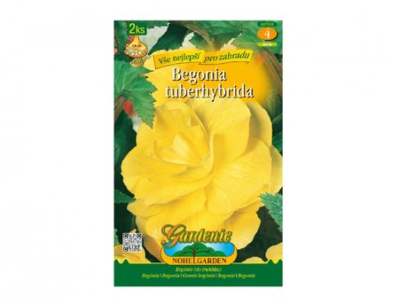 Cibulky - Begnie velkokvt YELLOW, 2 ks