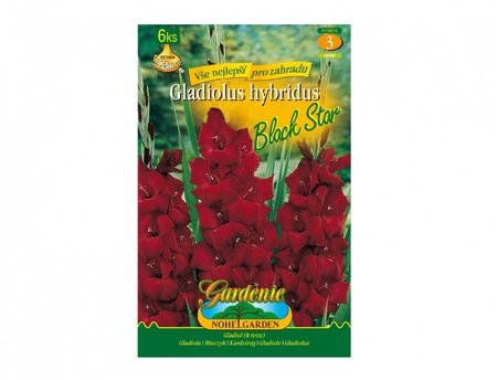 Cibulky - Gladiola velkokvt BLACK STAR, 6 ks