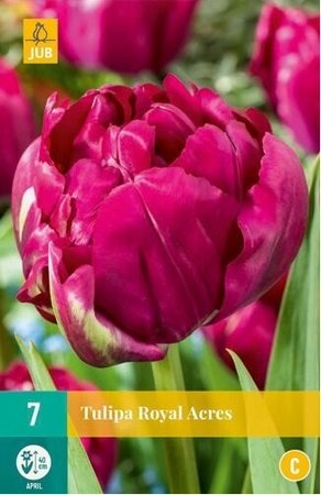 Cibulky - Tulipn ROYAL ACRES, 7 ks