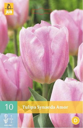 Cibulky - Tulipn SYNAEDA AMOR, 10 ks