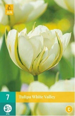 Cibulky - Tulipn WHITE VALLEY, 7 ks