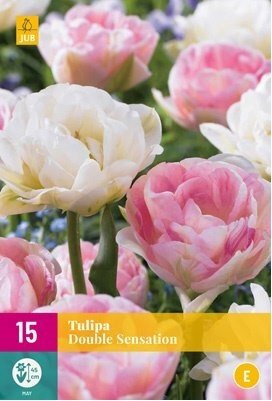 Cibulky - Tulipn DOUBLE SENSATION, 15 ks