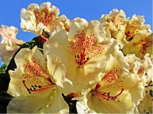 Rhododendron GOLD BUCKET - svtle lut