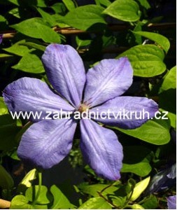 Clematis MRS. CHOLMONDELEY - svtle modr