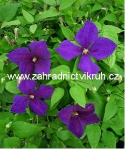 Clematis JACKMANII - tmav fialov