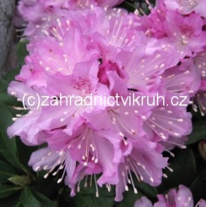 Rhododendron CATAWBIENSE GRANDIFLORUM - lila