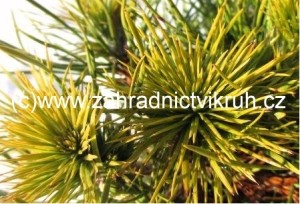 Borovice lesn - Pinus sylvestris - balen