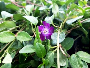 Barvnek men - Vinca minor ATROPURPUREA