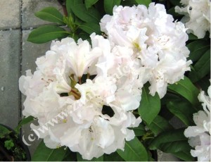 Rhododendron CUNNINGHAMS WHITE - bl