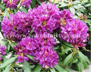 Rhododendron POLARNACHT - purpurov