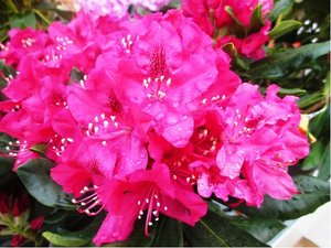 Rhododendron NOVA ZEMBLA - syt rov