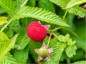 Ostruink rolist - Rubus rosifolius