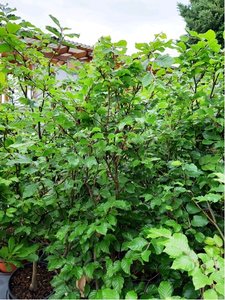 Buk lesn - Fagus sylvatica - balen