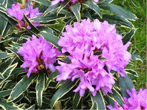 Rhododendron ponticum VARIEGATUM - fialov, C 5 l