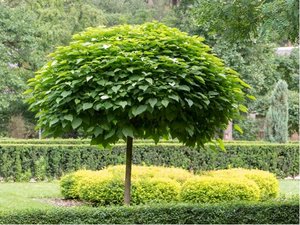 Katalpa - Catalpa bignonioides - balen