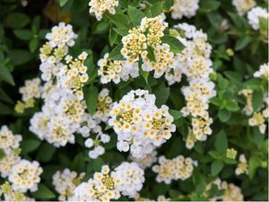 Lantana montevidensis alba - bl