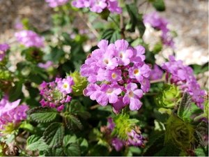 Lantana montevidensis - fialov